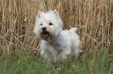 WESTIE 355